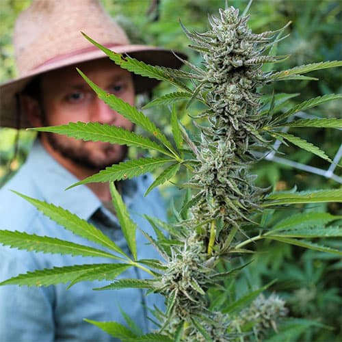 Satsuma Sherbet 7.5g - Image 2