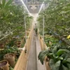 Moon-valley-Cannabis-Farm