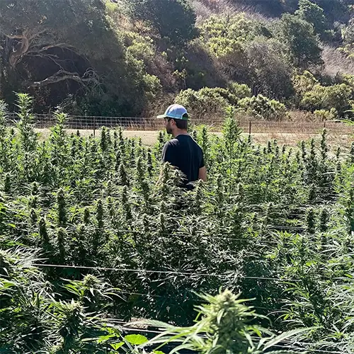 Sun Smoke Farmer