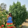 Sunbright-Gardens-Farmer