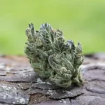 Cherry-Dosidos-Farm-Cut
