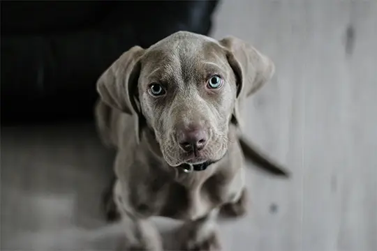 Cannabis-for_Pets