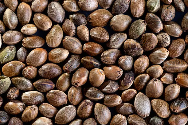 Feminized-Seeds