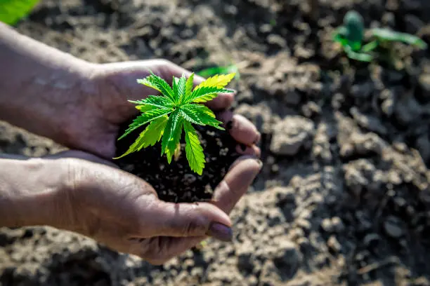 Growing-Cannabis