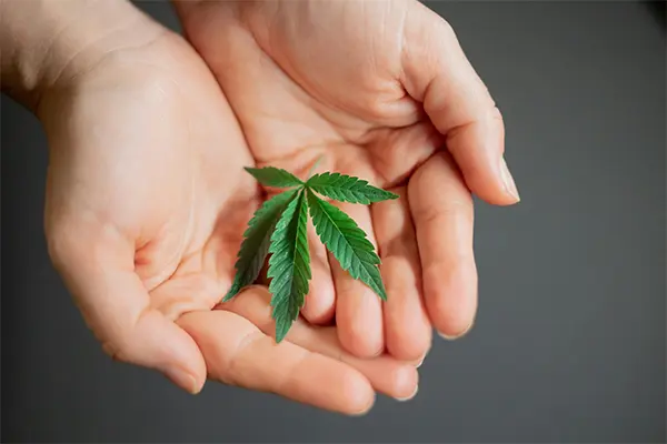Introduction-to-Cannabis