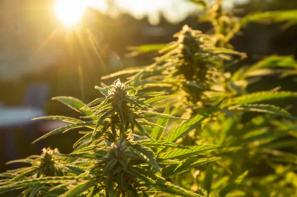 Why-We-Love-Sungrown-Cannabis