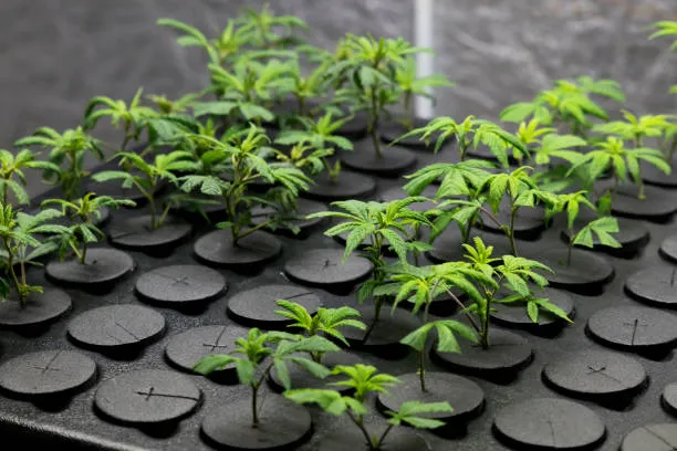 Growing-Clones Growing-Clones