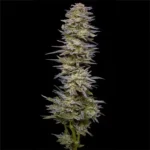 Gush-Mints-1-1-Sonoma-Hills-Farm