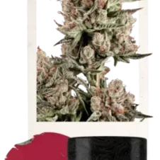 Double Og Chem