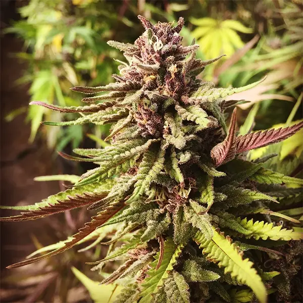 Flower-Mendocino-Naturals